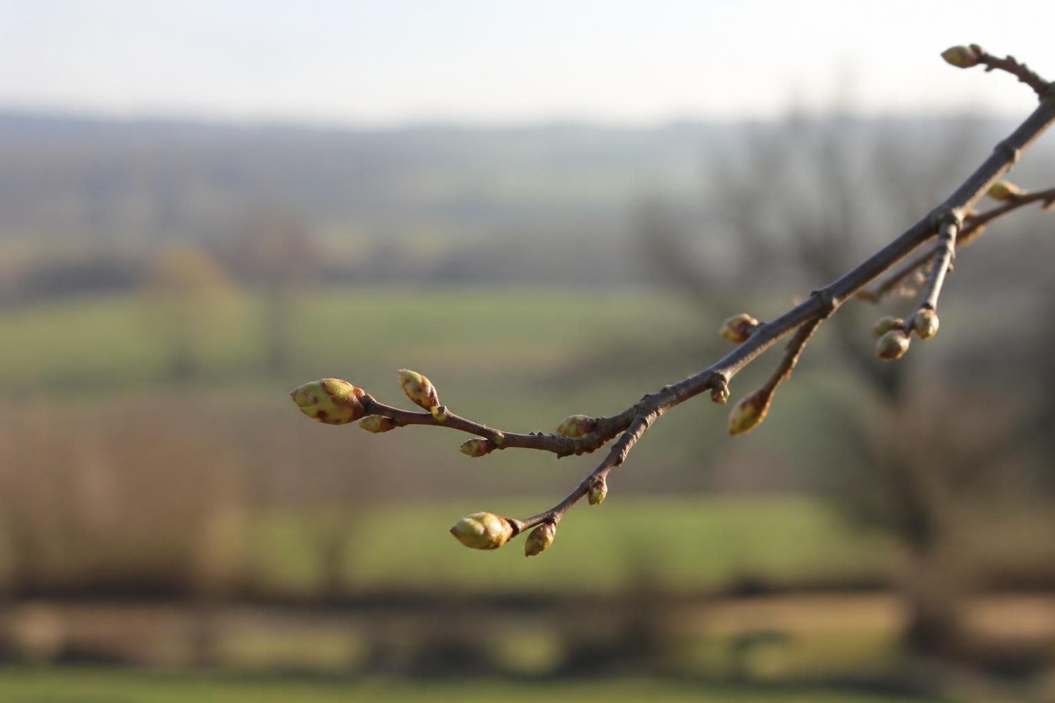 découvrez comment les bourgeons, ces petites pousses délicates, dévoilent les prémices et les secrets du printemps dans la nature.