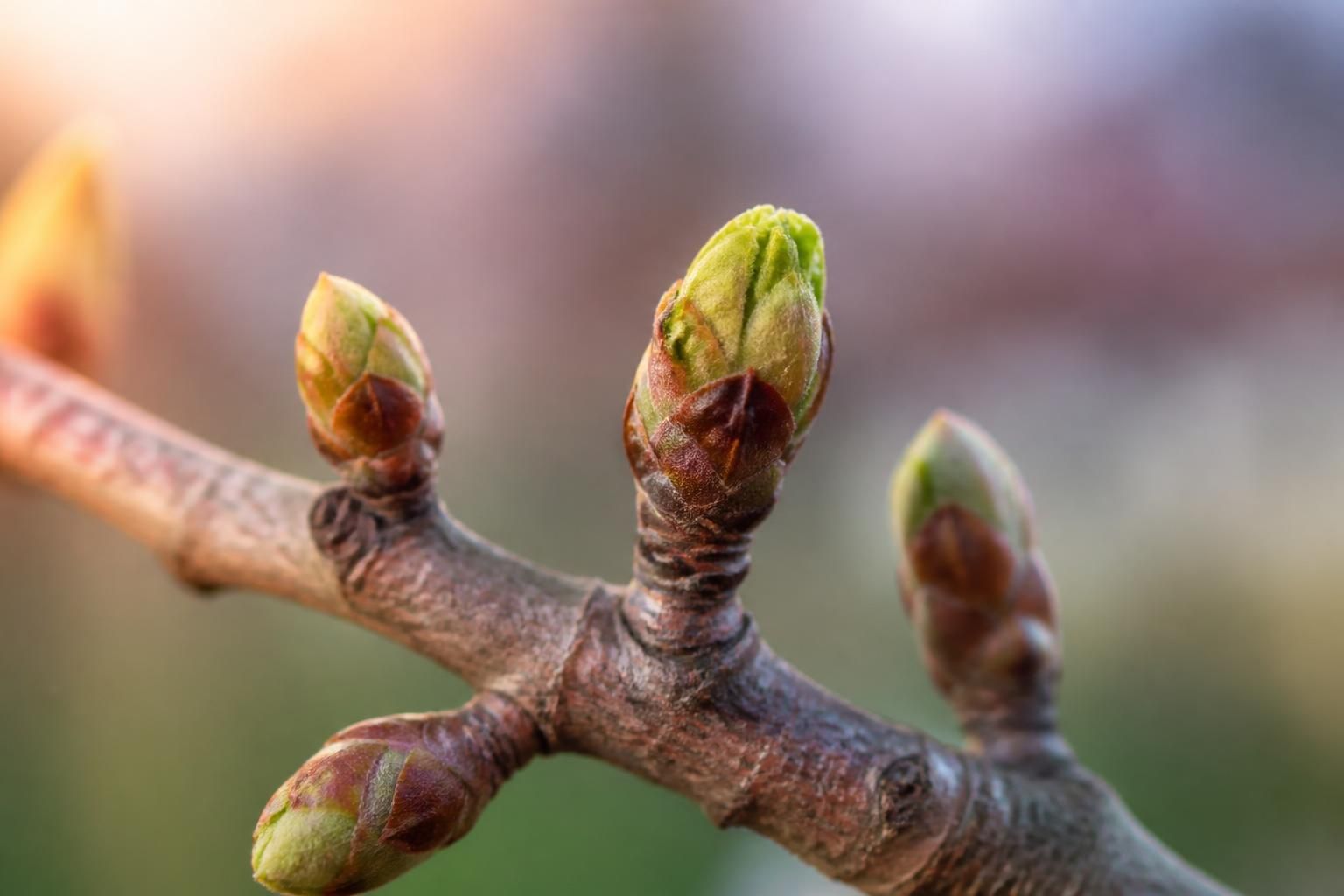 découvrez comment les bourgeons, ces petites pousses fragiles, dévoilent les mystères et la beauté du printemps à travers leur éclatante renaissance.