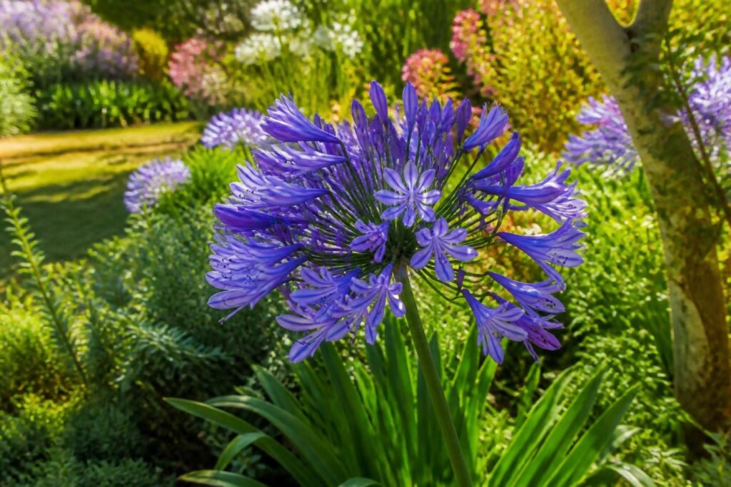 découvrez comment l'agapanthe peut transformer votre jardin d'été en un espace élégant et coloré, grâce à son entretien facile et sa floraison généreuse.