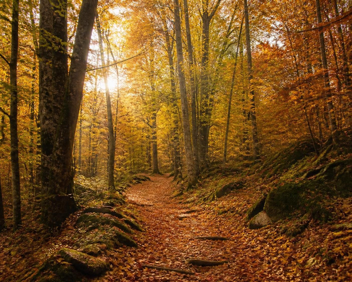 découvrez comment trouver facilement une forêt près de chez vous pour une escapade nature réussie grâce à nos astuces pratiques et conseils essentiels.