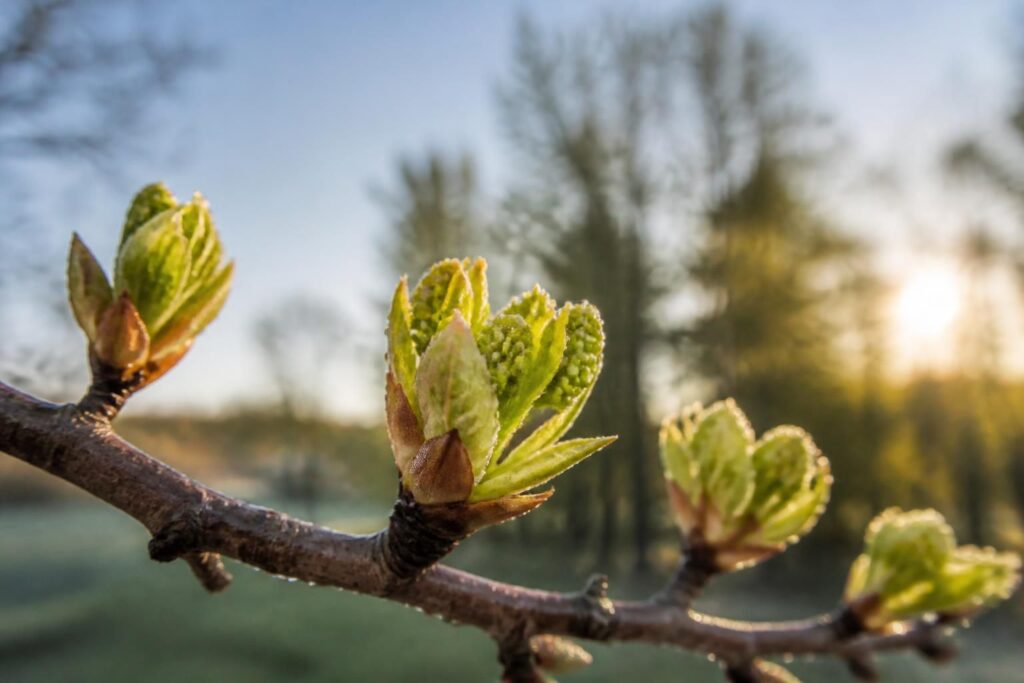 découvrez comment les bourgeons, ces petites pousses, dévoilent les mystères du printemps et annoncent le renouveau de la nature.