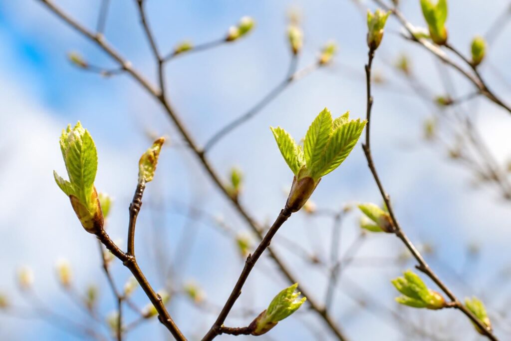 découvrez comment les bourgeons, petites pousses fragiles, dévoilent les secrets du printemps et annoncent le renouveau de la nature.